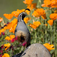 Quail Image