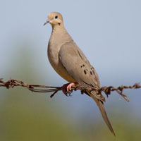 Dove Image